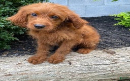 Cavapoo dogs for sale: Parker - Image 7