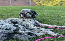 Bernedoodle dogs for sale: Waylon - Image 3