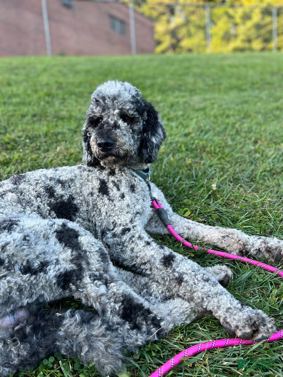Bernedoodle dogs for sale: Waylon - Image 3