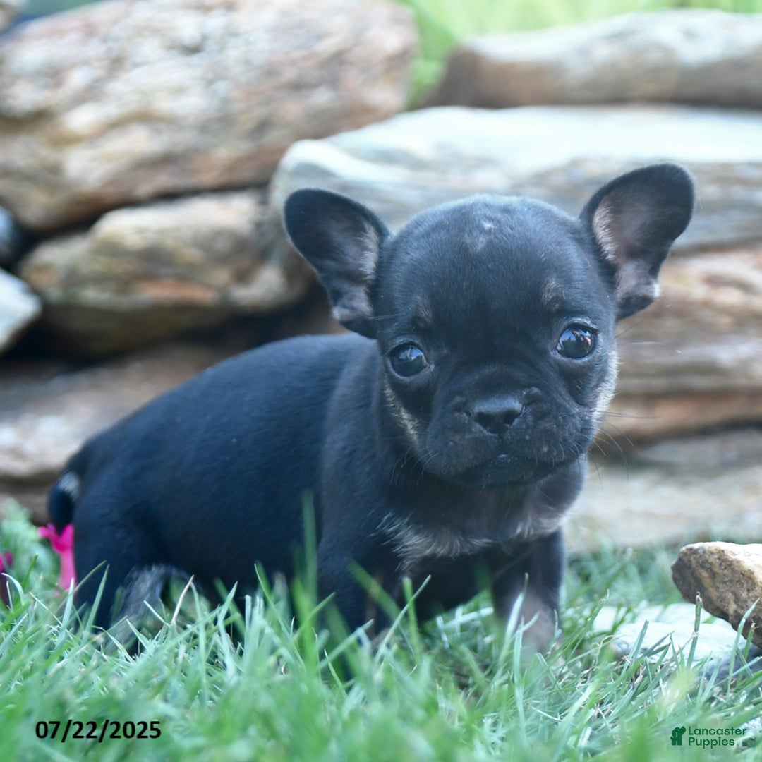 French Bulldog dogs for sale: Lola - Image 1