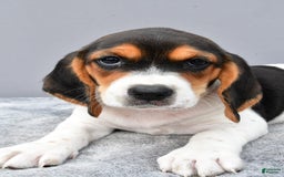 Beagle dogs for sale: Trixie - Image 4