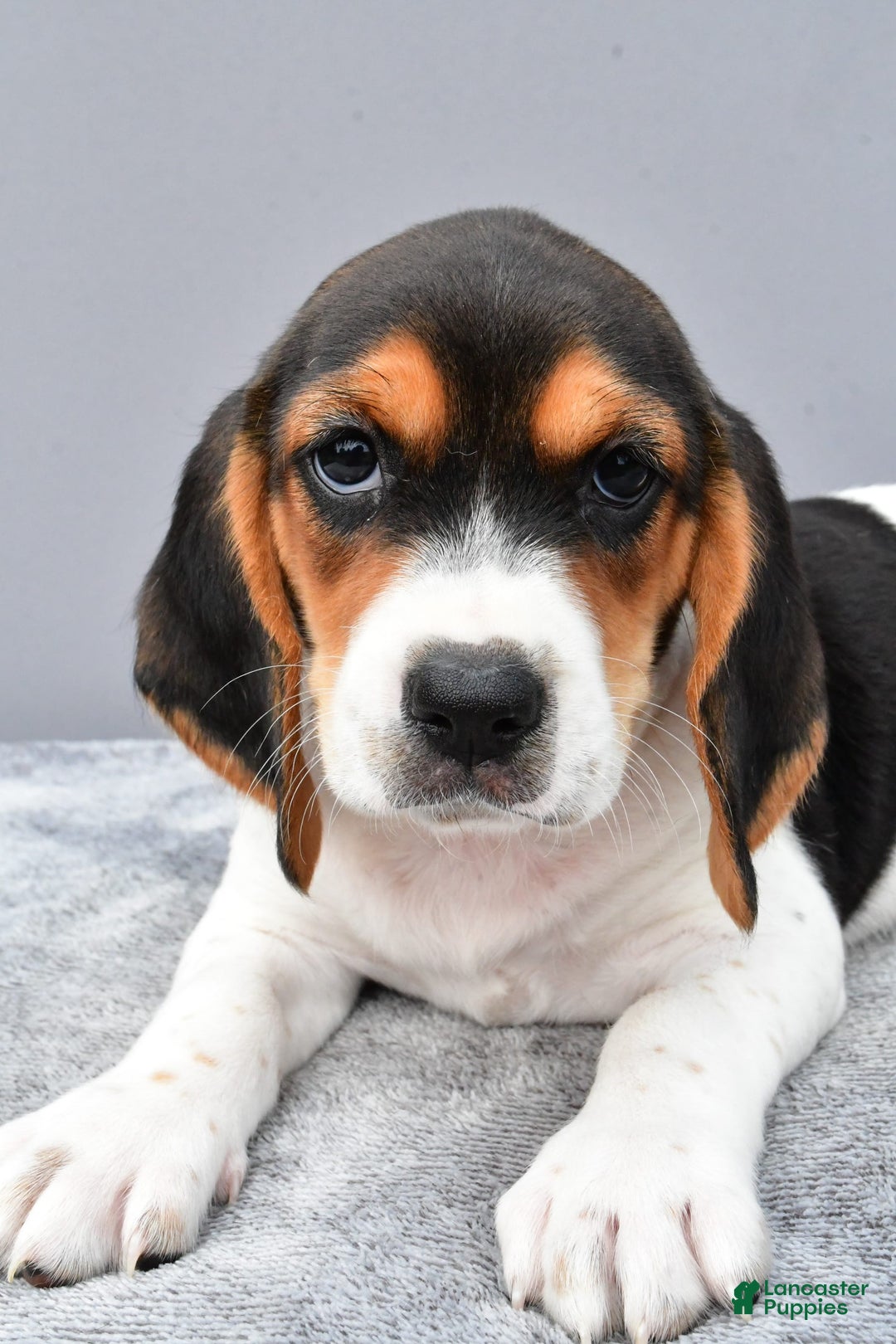 Beagle dogs for sale: Trixie - Image 4