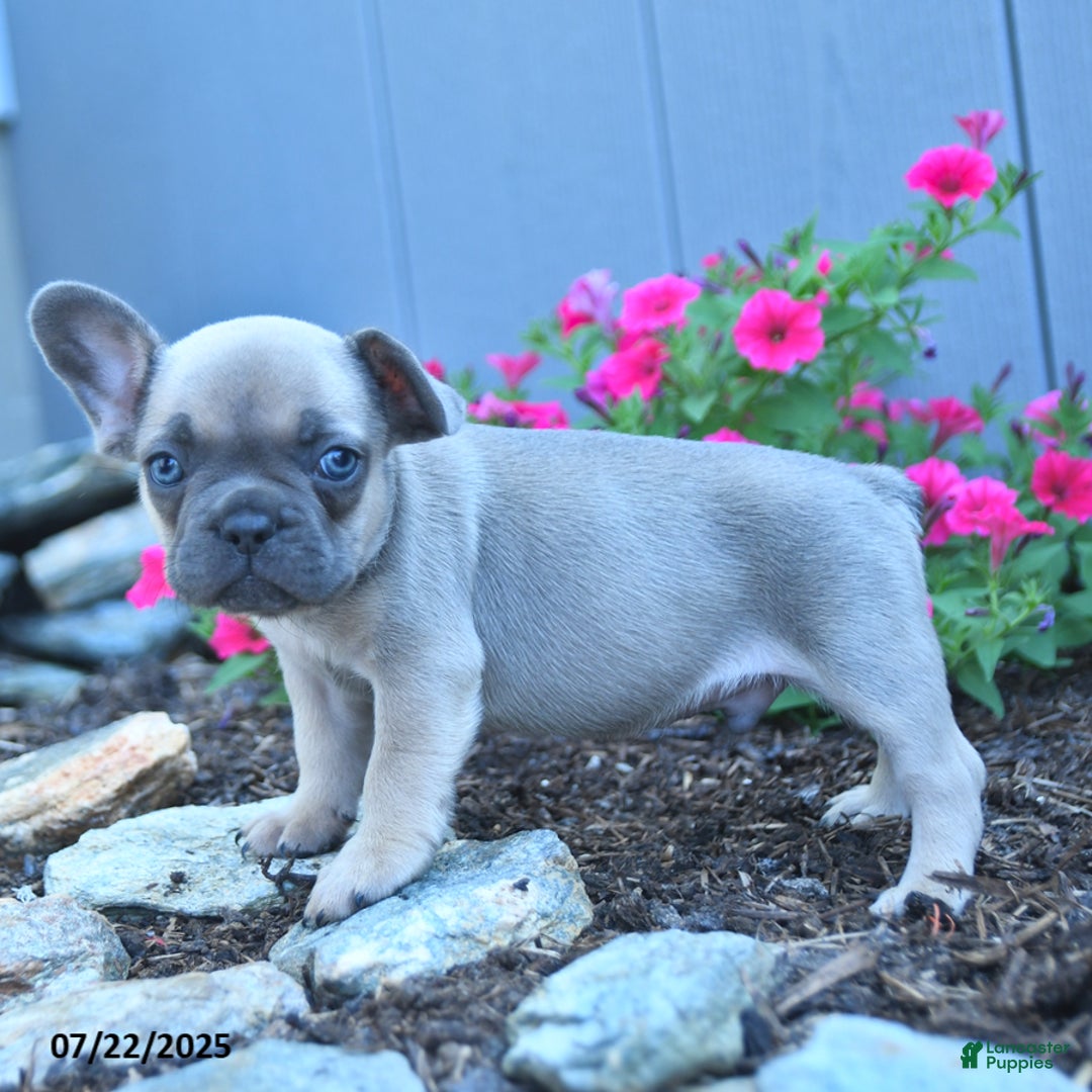 French Bulldog dogs for sale: Lennon - Image 5