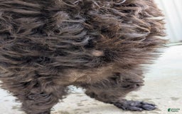 Standard Poodle dogs for sale: Peanut - Image 3