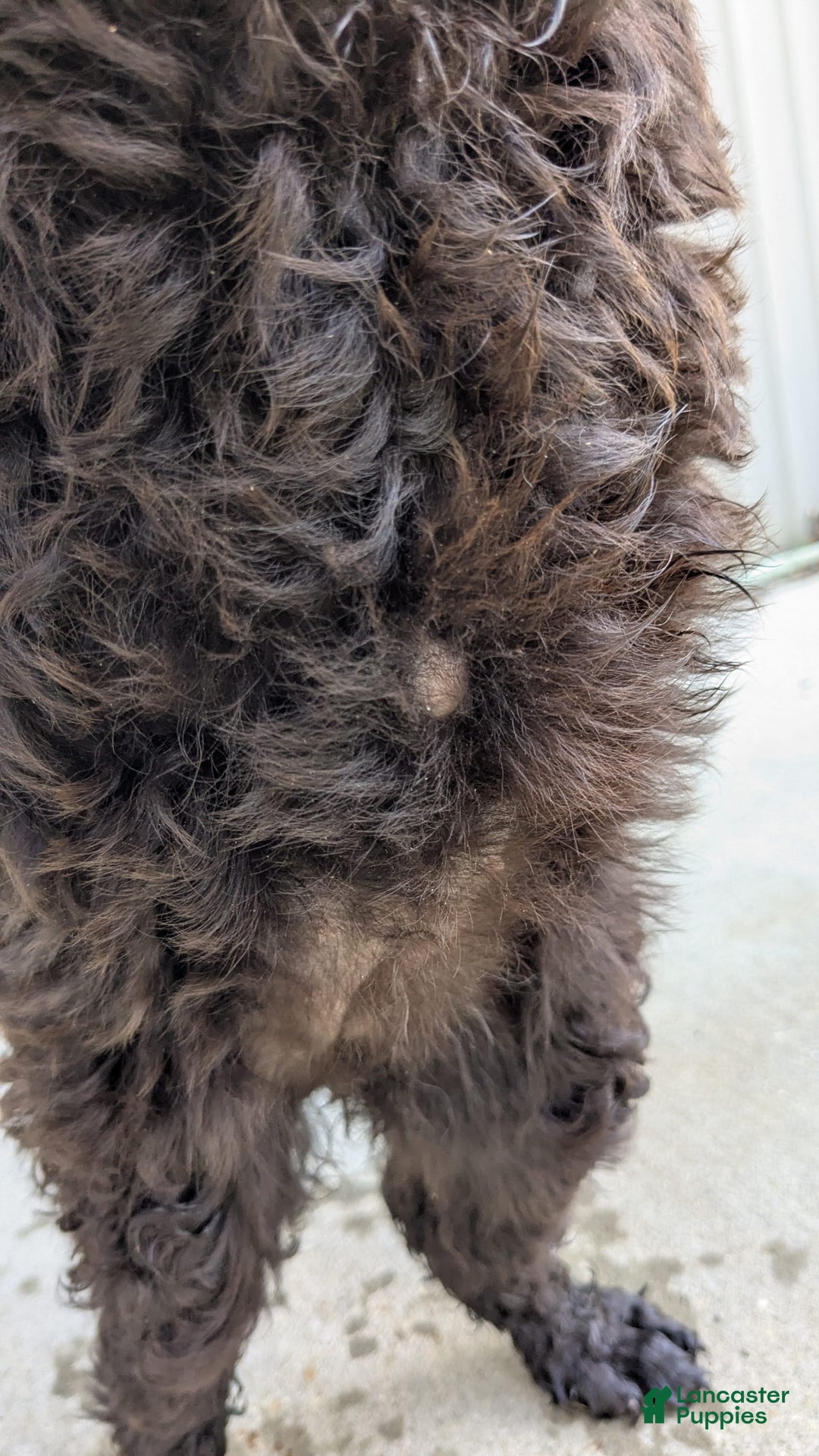Standard Poodle dogs for sale: Peanut - Image 3
