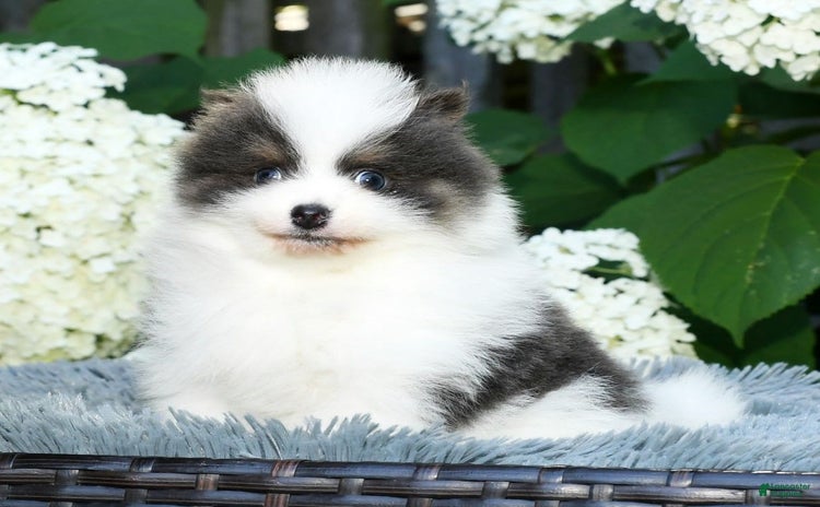 Pomeranian dogs - Advert 1