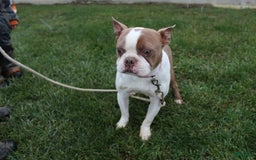 Boston Terrier dogs for sale: Trudy - Image 9