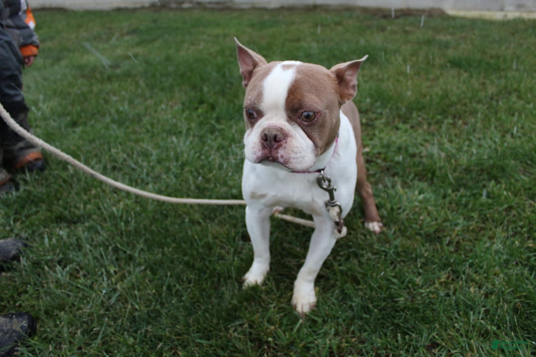 Boston Terrier dogs for sale: Trudy - Image 9