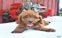 Cockapoo dogs for sale: Kayla - Image 6