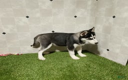Siberian Husky dogs for sale: Lannie - Image 10