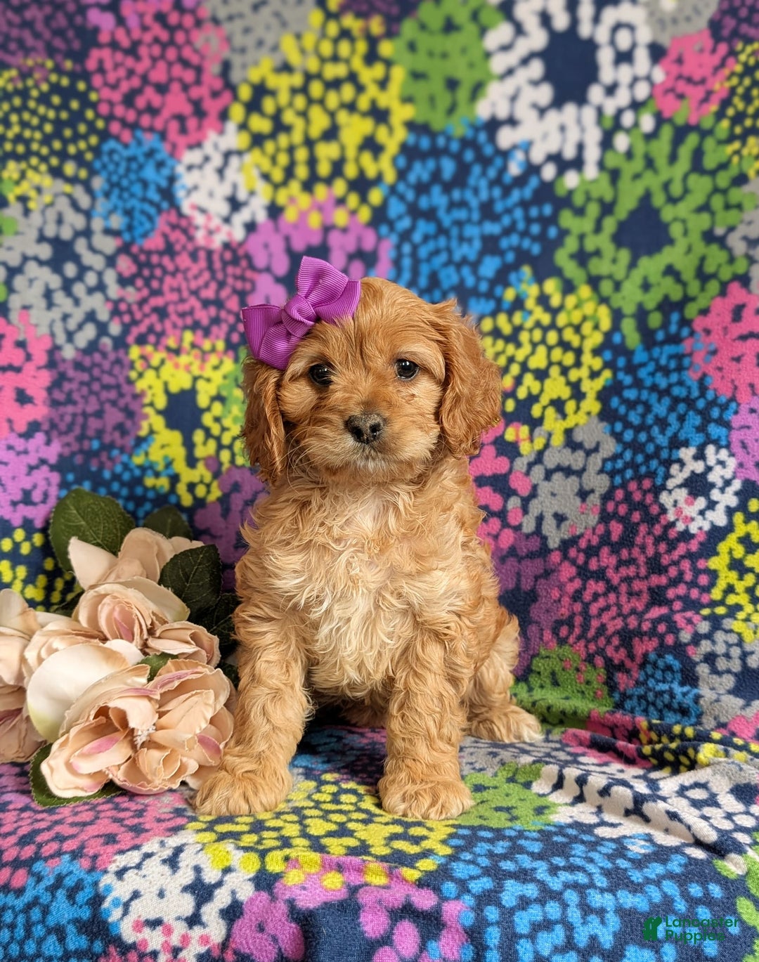 Cockapoo dogs for sale: Dora - Image 9