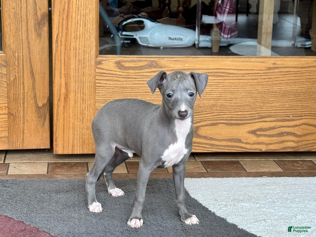 Italian Greyhound dogs for sale: Cj - Image 11