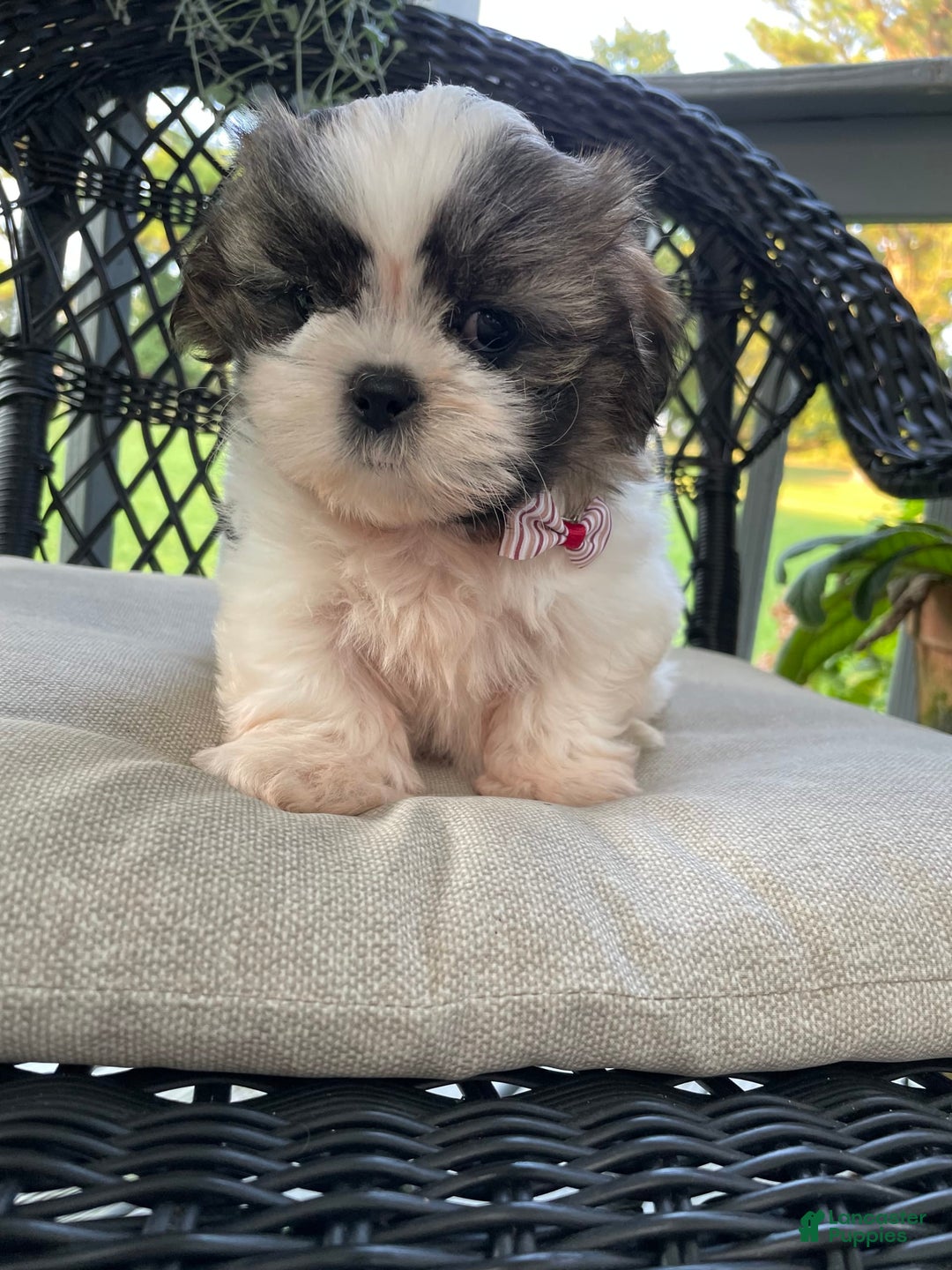 Shih Tzu dogs for sale: Baby Boy - Image 1