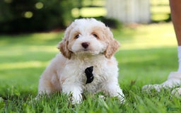 Cockapoo dogs for sale: Aero - Image 2