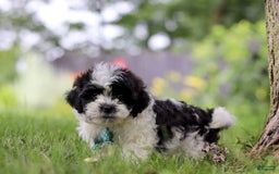 Shihpoo dogs for sale: Antonio - Image 4