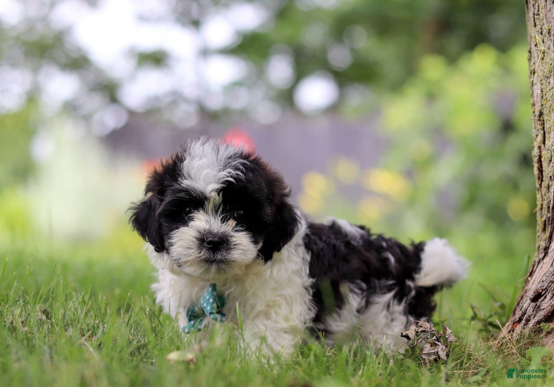 Shihpoo dogs for sale: Antonio - Image 4