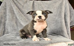 Boston Terrier dogs for sale: Milo - Image 3