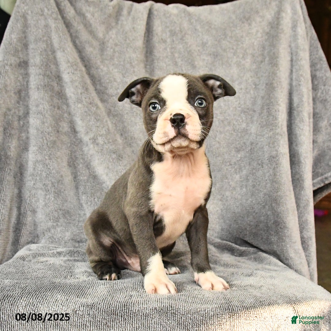 Boston Terrier dogs for sale: Milo - Image 3