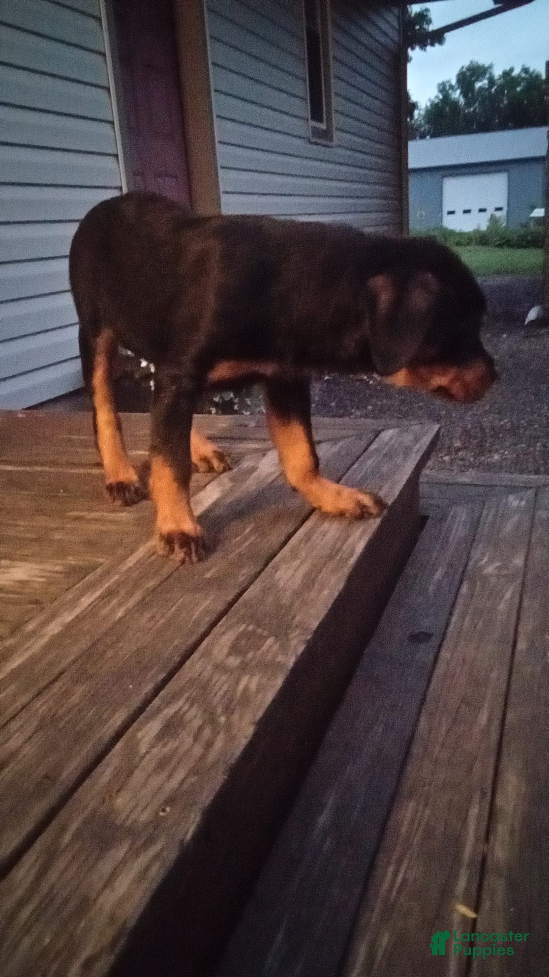 Rottweiler dogs for sale: Ninja - Image 5