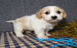 Cavachon dogs for sale: Jaki - Image 1