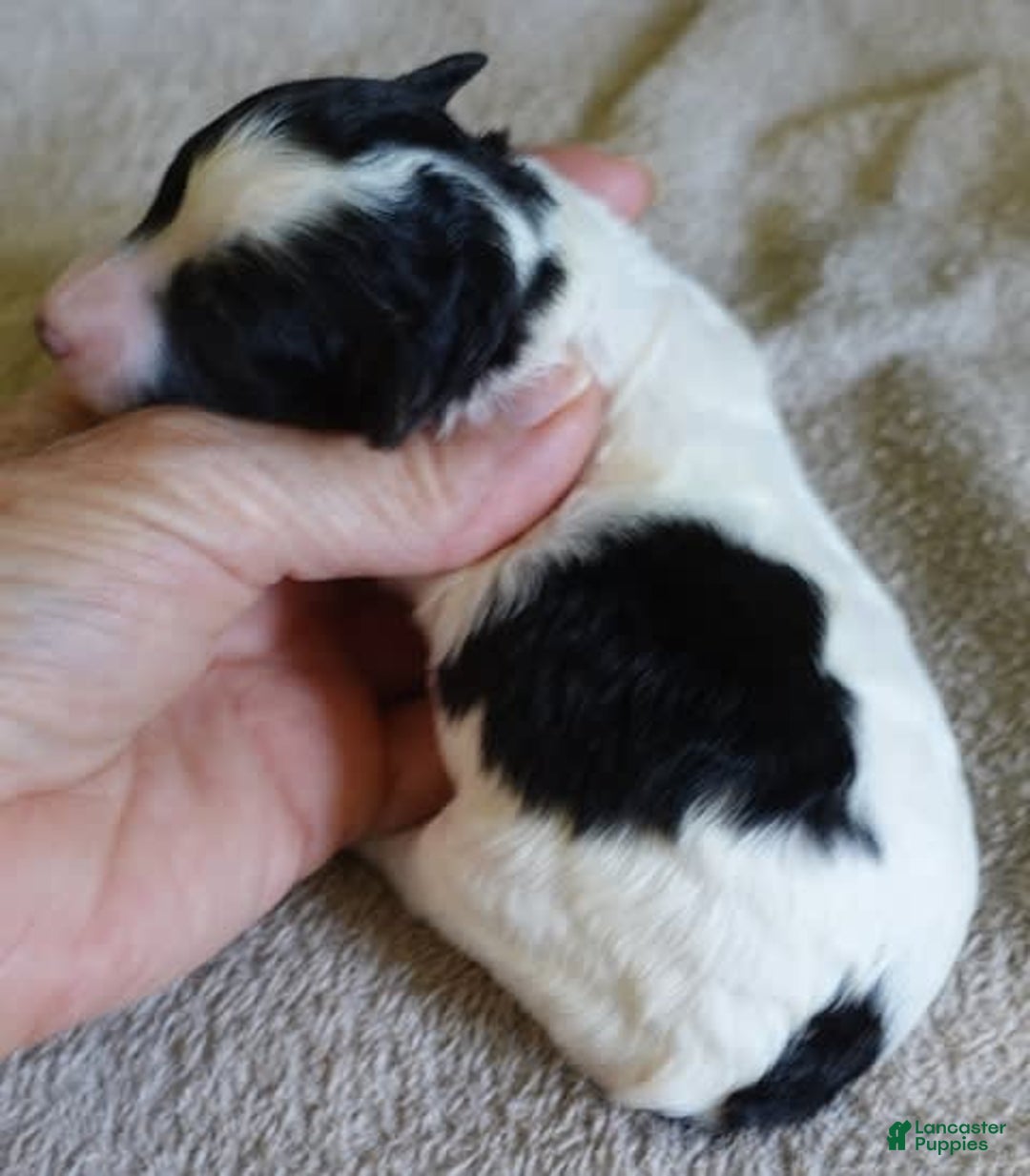 Toy Poodle dogs for sale: Zara Parti Girl - Image 9