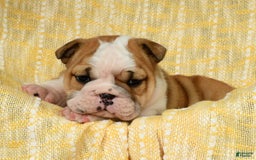 English Bulldog dogs for sale: Olive - Image 12