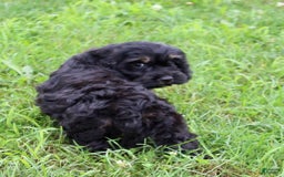 Cockapoo dogs for sale: Betty - Image 5