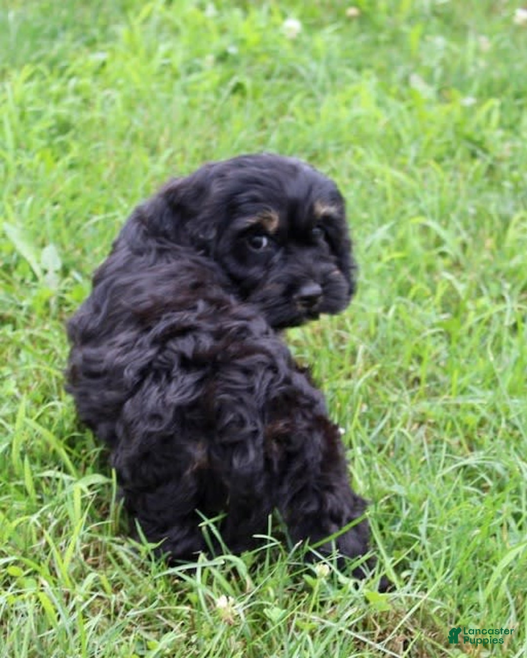 Cockapoo dogs for sale: Betty - Image 5