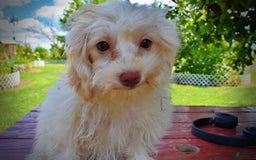 Havapoo dogs for sale: Vanilla - Image 21