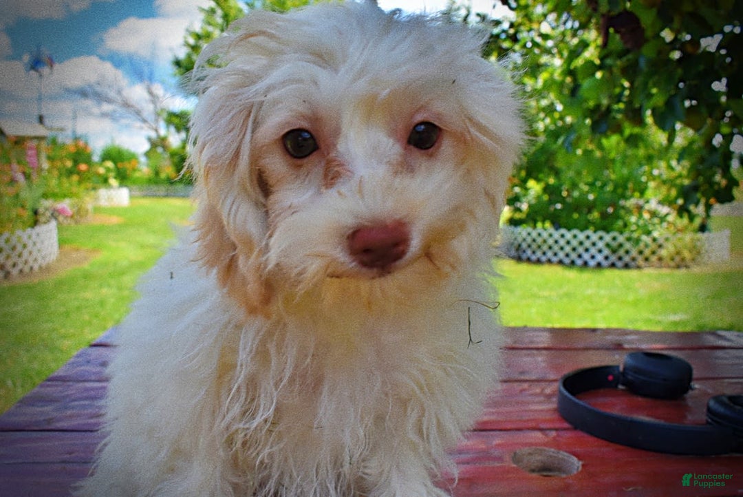 Havapoo dogs for sale: Vanilla - Image 21