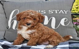 Toy Poodle dogs for sale: Sanford - Image 1