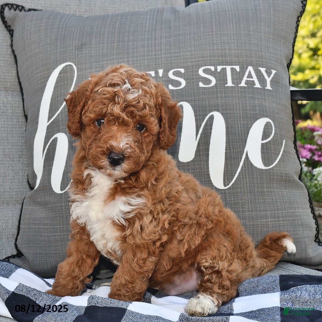 Toy Poodle dogs for sale: Sanford - Image 1
