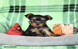 Yorkshire Terrier dogs for sale: Leo - Image 3