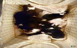 Basenji dogs for sale: Little Mae - Image 1