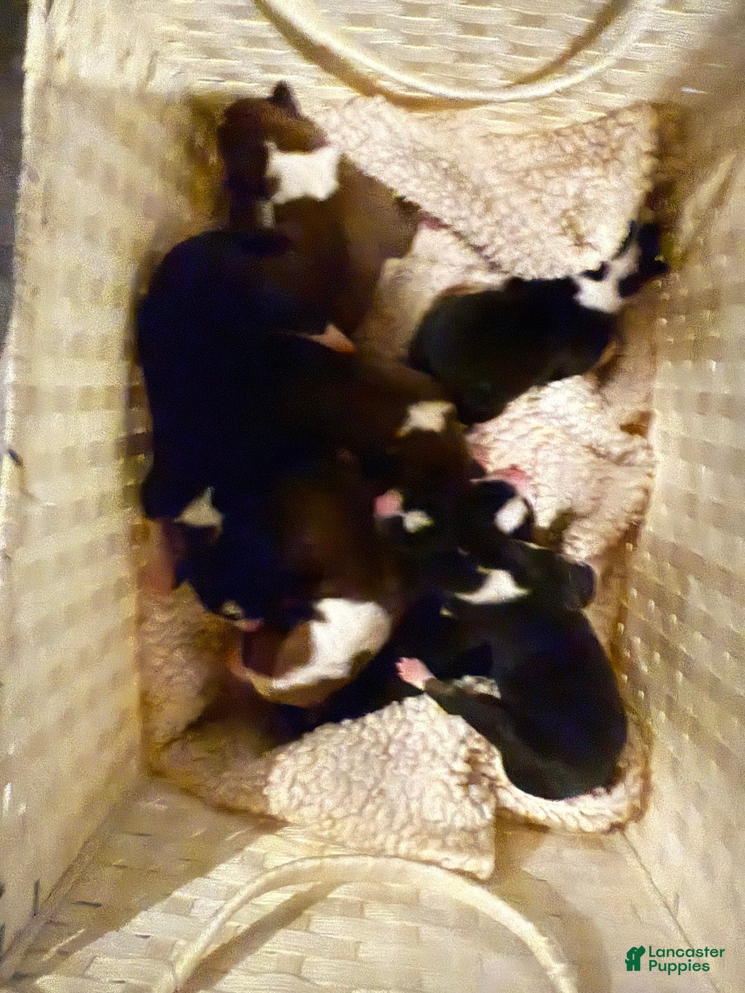 Basenji dogs for sale: Little Mae - Image 1