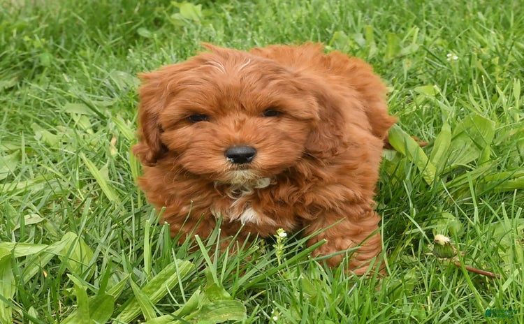 Mini Goldendoodle dogs for sale - Ad 3