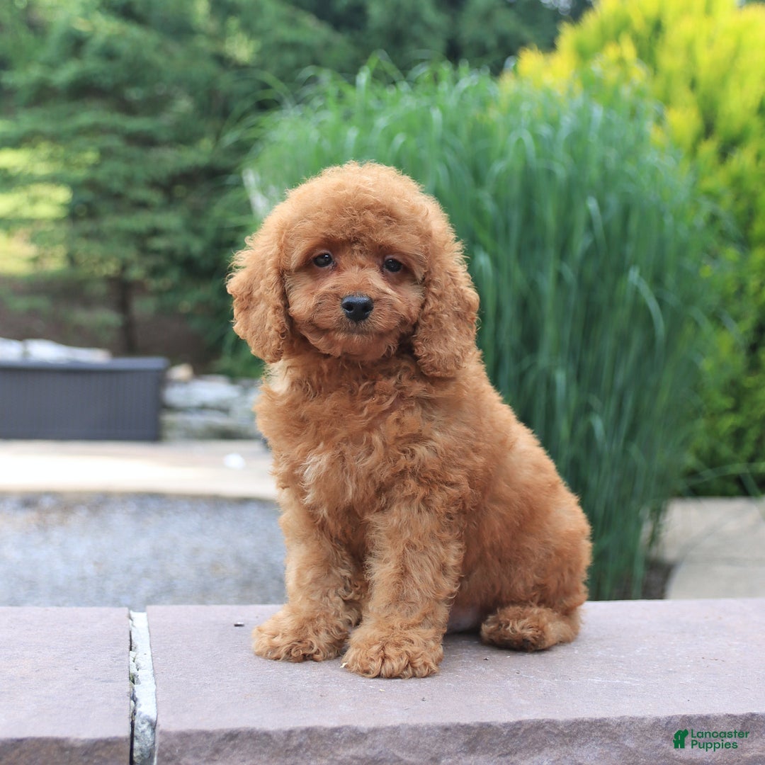 Miniature Poodle dogs for sale: Happy - Image 4