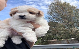 Miniature Poodle dogs for sale: May - Image 9