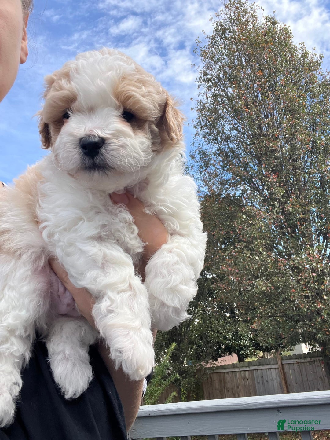 Miniature Poodle dogs for sale: May - Image 9