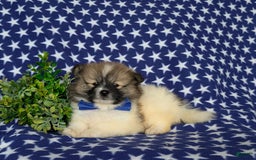 Pomeranian dogs for sale: Kemp - Image 4