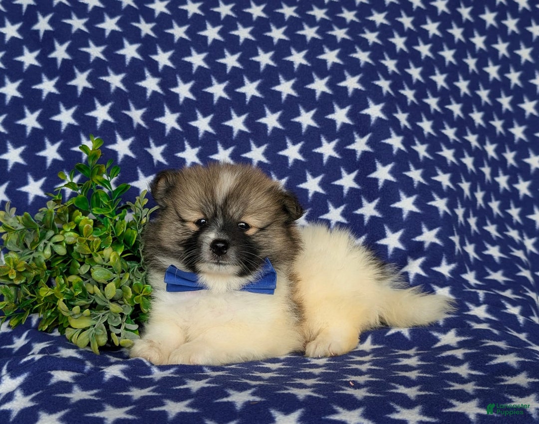 Pomeranian dogs for sale: Kemp - Image 4