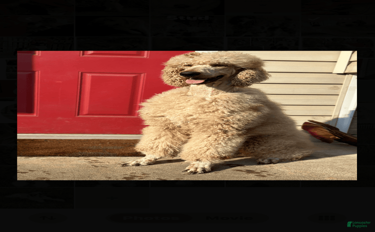 Standard Poodle dogs for stud - Ad 2