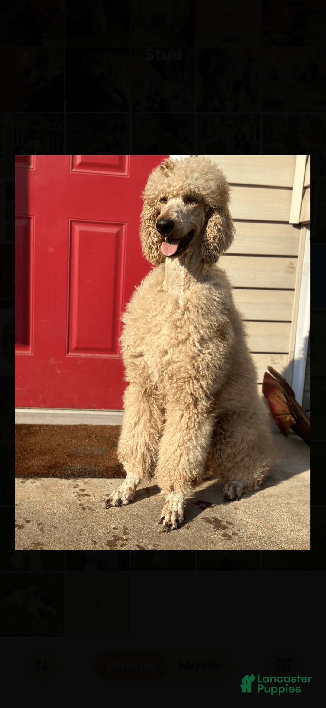 Standard Poodle dogs for stud: Cooper - Image 1