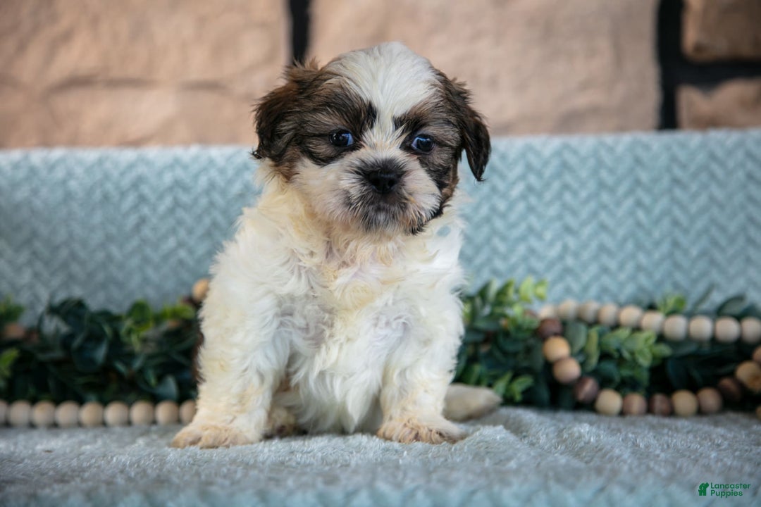 Shih Tzu dogs for sale: Tiger - Image 3