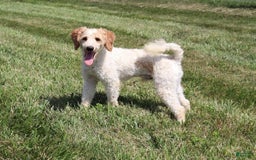 Cavapoo dogs for sale: Brady - Image 11