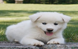 Siberian Husky dogs for sale: Charlie - Image 1