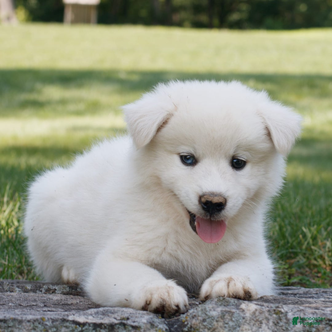 Siberian Husky dogs for sale: Charlie - Image 1