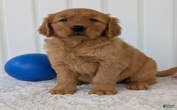 Golden Retriever dogs for sale: Daisy - Image 18