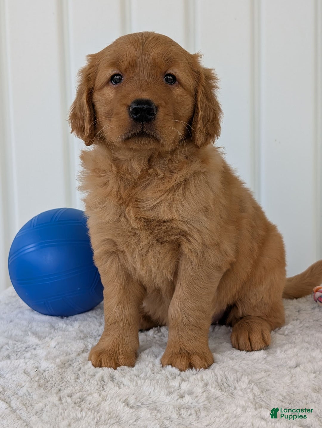 Golden Retriever dogs for sale: Daisy - Image 18