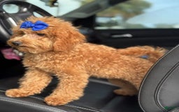 Mini Goldendoodle dogs for sale: Ami - Image 13